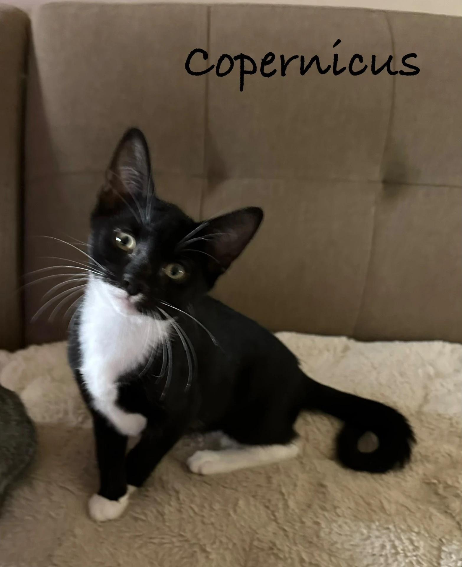Enlarge Copernicus, a Adoptable Domestic Short Hair in Maple Shade, NJ image 1/1
