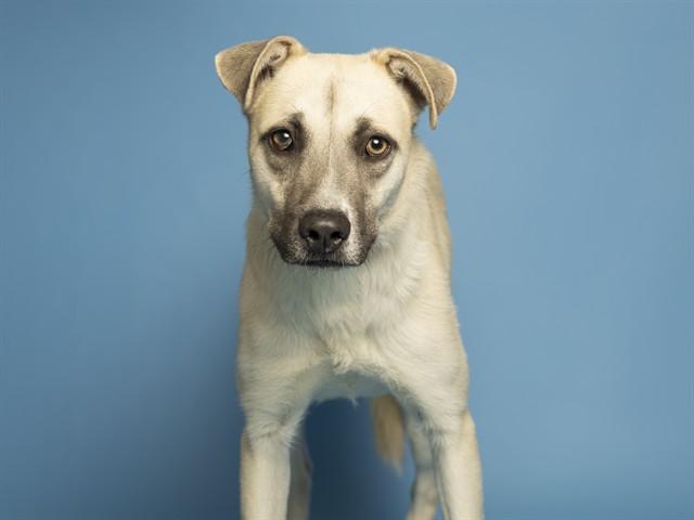 Enlarge KNIGHT, a Adoptable German Shepherd Dog in Phoenix, AZ image 1/1