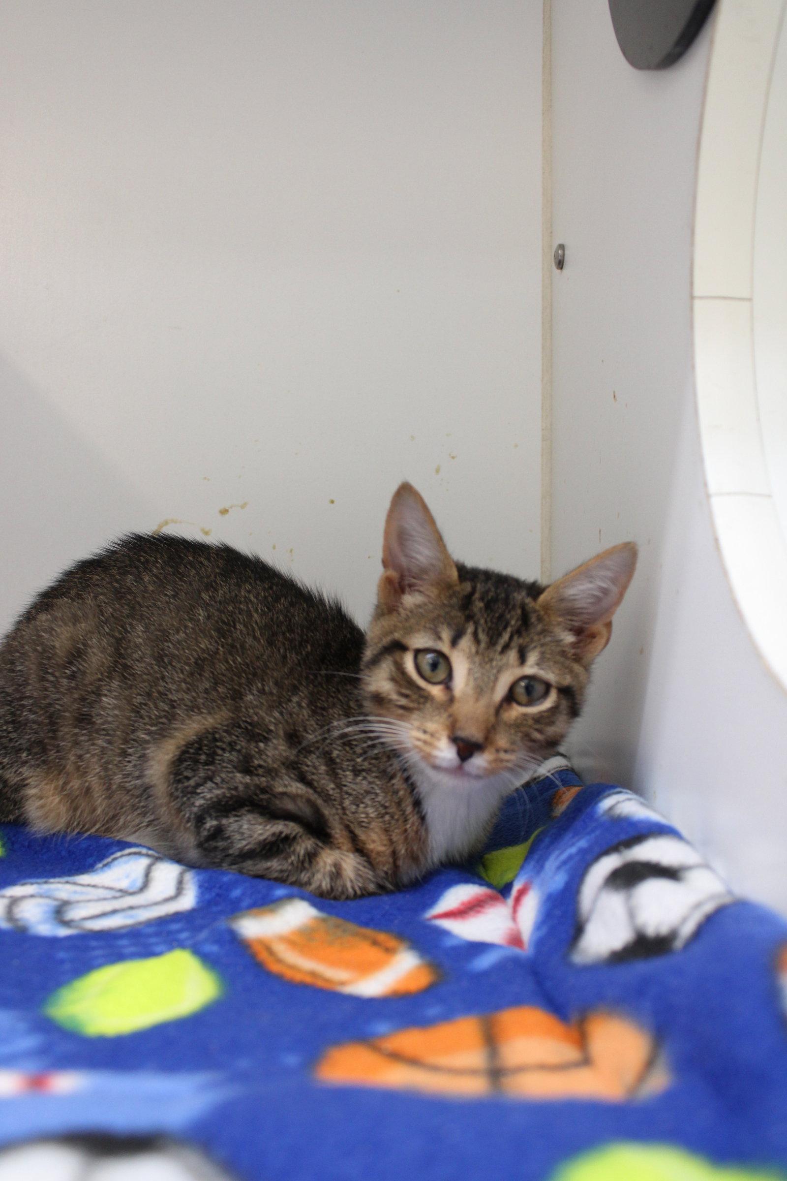 2 Boy kittens, Adoptable, Young Male Domestic Short Hair.