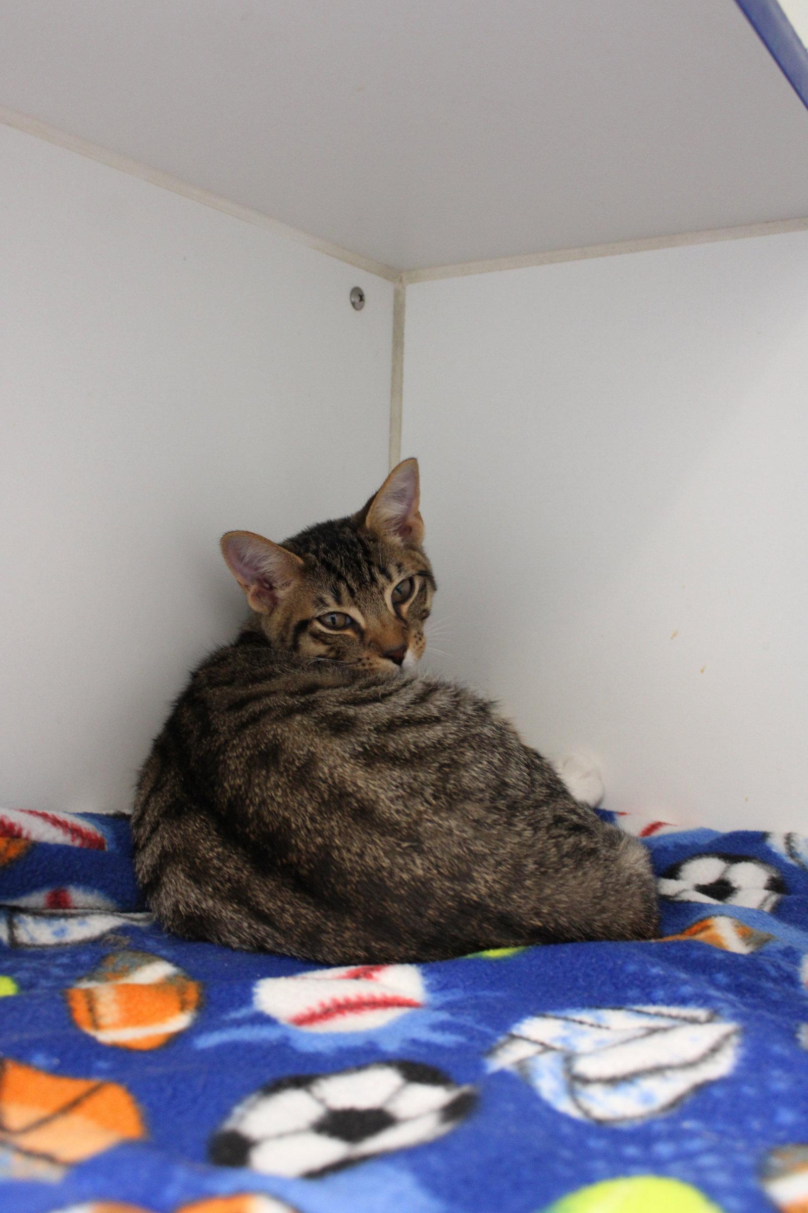 Enlarge 2 Boy kittens, a Adoptable Domestic Short Hair in Sterling, MA image 2/3