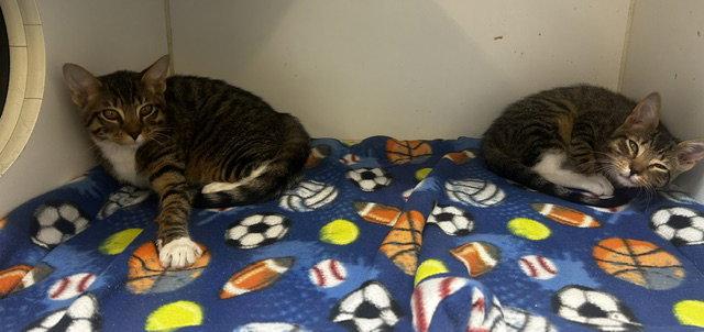 Enlarge 2 Boy kittens, a Adoptable Domestic Short Hair in Sterling, MA image 3/3