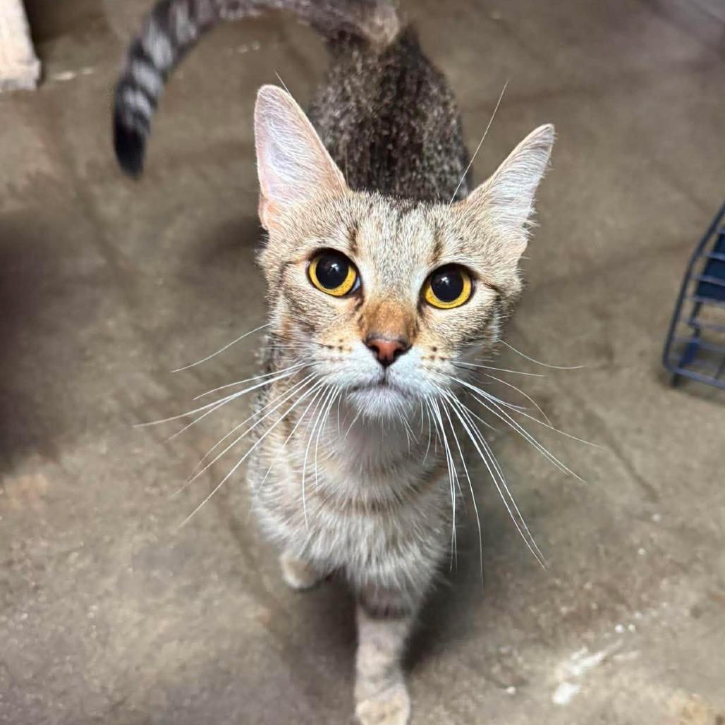 Enlarge Rose, a Adoptable Domestic Short Hair in Edwardsville, IL image 1/2