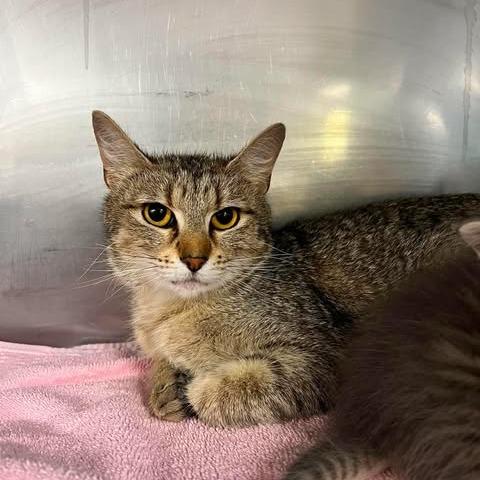 Enlarge Rose, a Adoptable Domestic Short Hair in Edwardsville, IL image 2/2