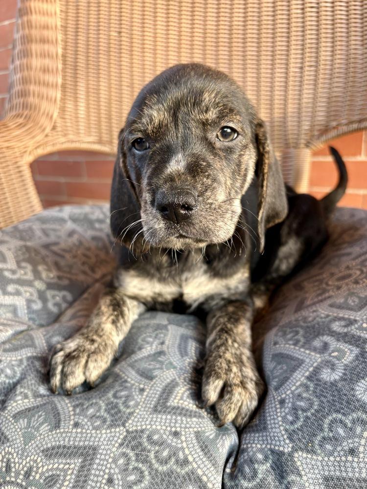 Mike, Adoptable, Puppy Male Hound & Shepherd.