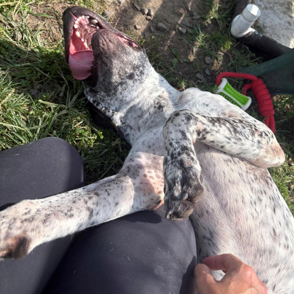 Enlarge Aries, a Adoptable Mixed Breed in East Hanover, NJ image 1/6