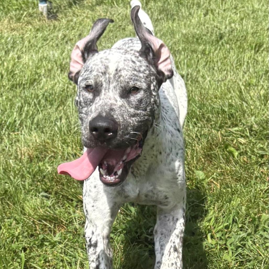 Enlarge Aries, a Adoptable Mixed Breed in East Hanover, NJ image 2/6
