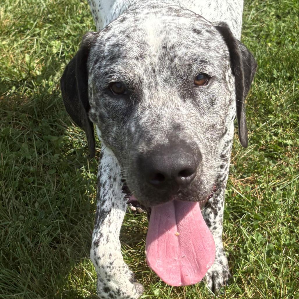 Enlarge Aries, a Adoptable Mixed Breed in East Hanover, NJ image 3/6