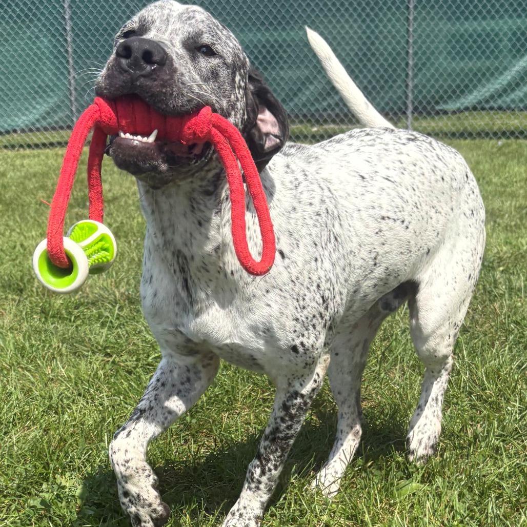 Enlarge Aries, a Adoptable Mixed Breed in East Hanover, NJ image 4/6