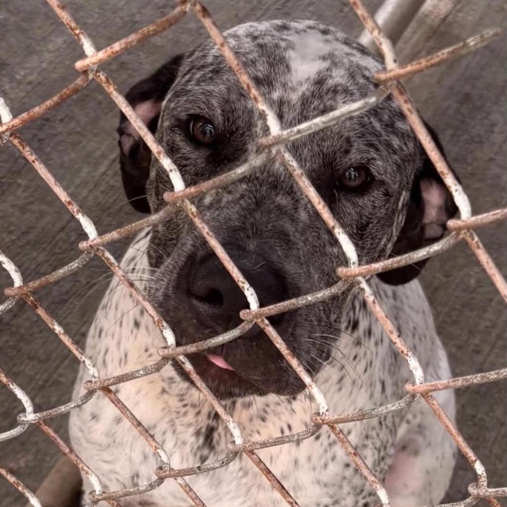 Enlarge Aries, a Adoptable Mixed Breed in East Hanover, NJ image 5/6