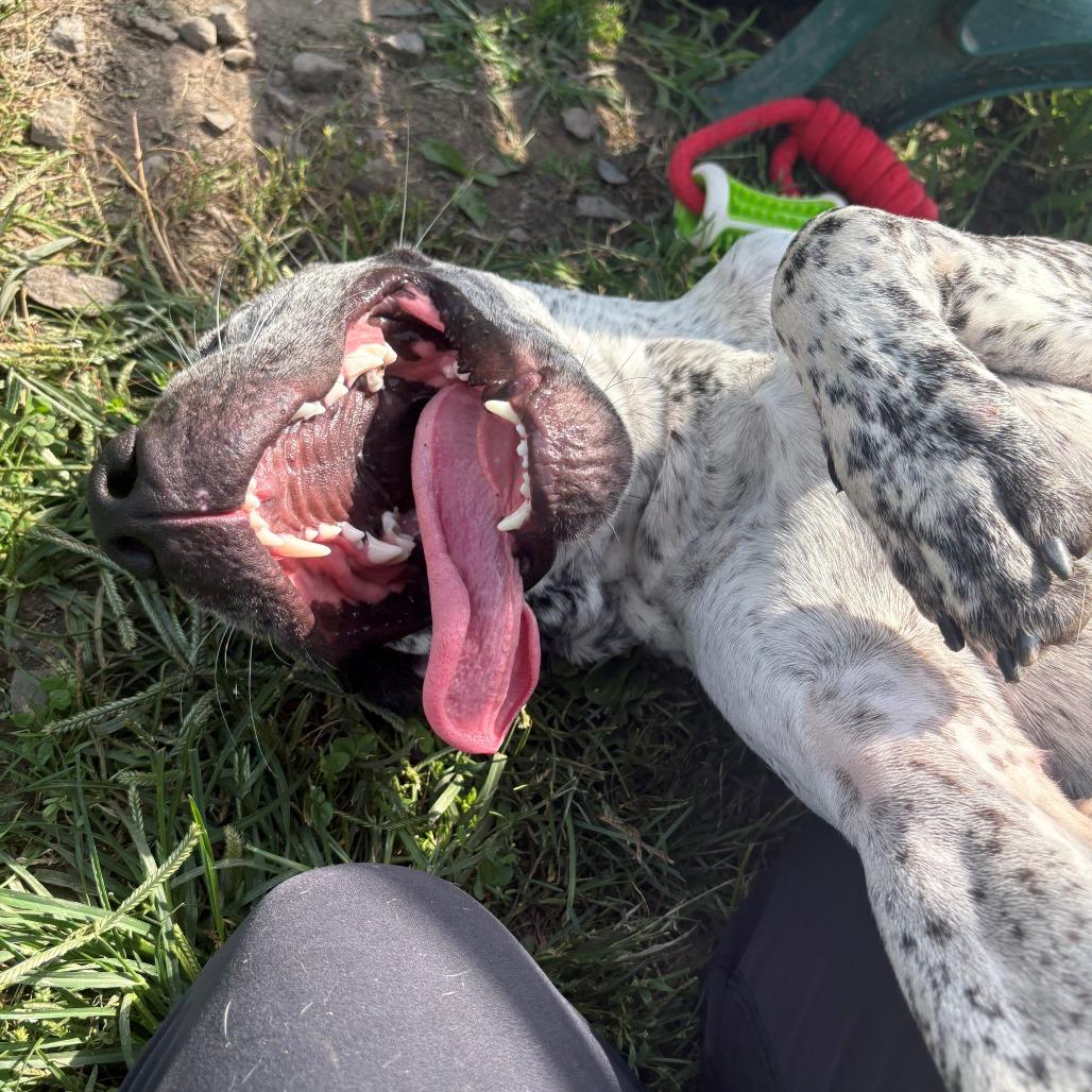 Enlarge Aries, a Adoptable Mixed Breed in East Hanover, NJ image 6/6