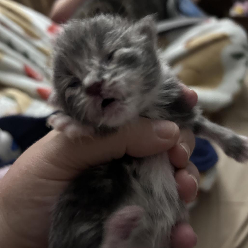 Ophelia, Adoptable, Kitten Female Domestic Short Hair.