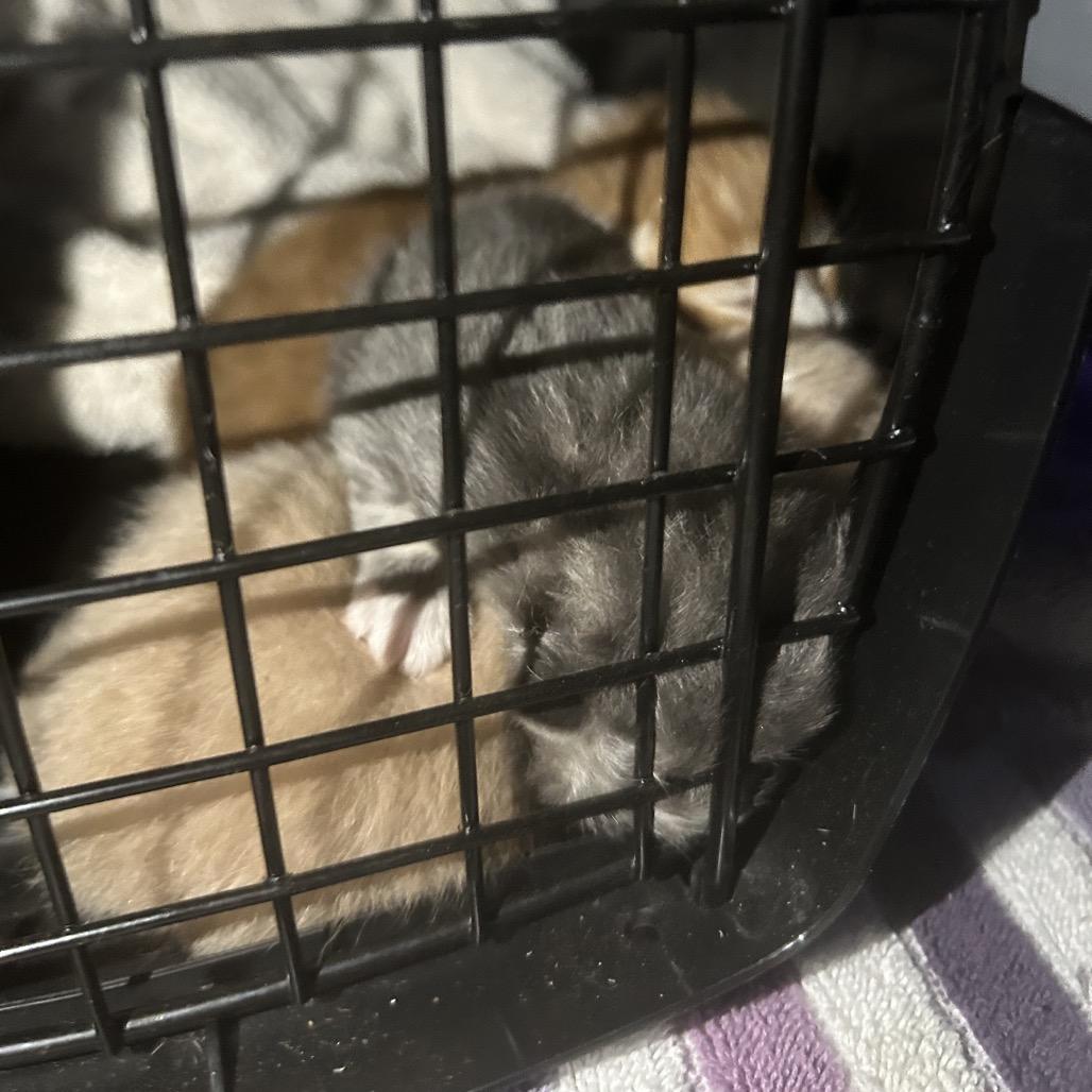 Enlarge Ophelia, a Adoptable Domestic Short Hair in Greensboro, NC image 2/3