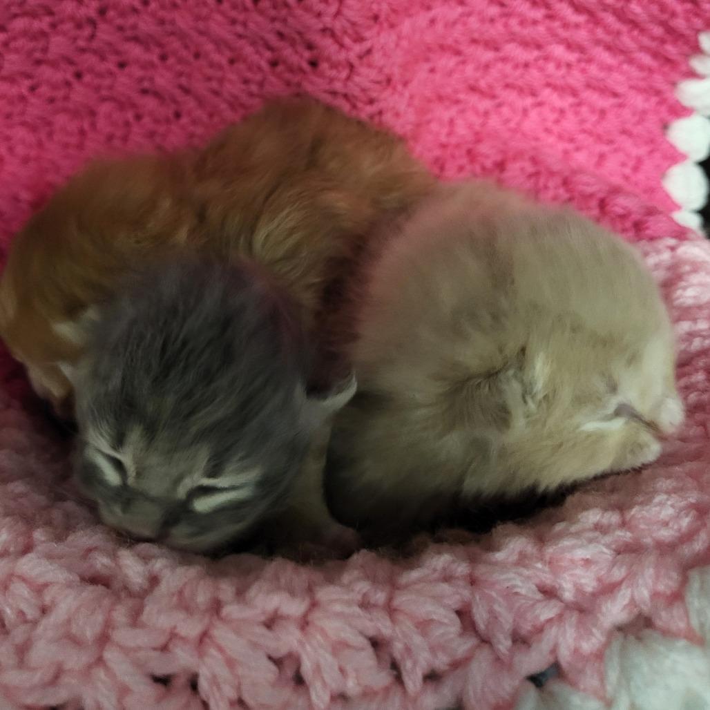 Enlarge Ophelia, a Adoptable Domestic Short Hair in Greensboro, NC image 3/3