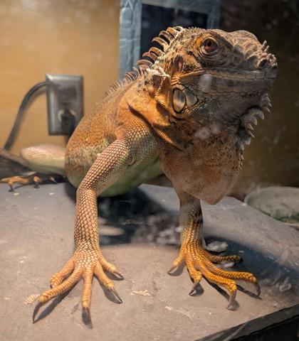 Enlarge Raishan, an adopted Iguana in Williamsport, PA image 1/3