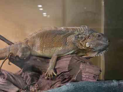 Enlarge Raishan, an adopted Iguana in Williamsport, PA image 2/3