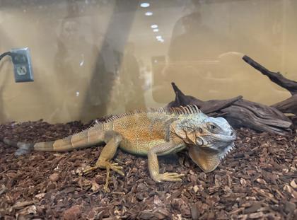 Enlarge Raishan, an adopted Iguana in Williamsport, PA image 3/3
