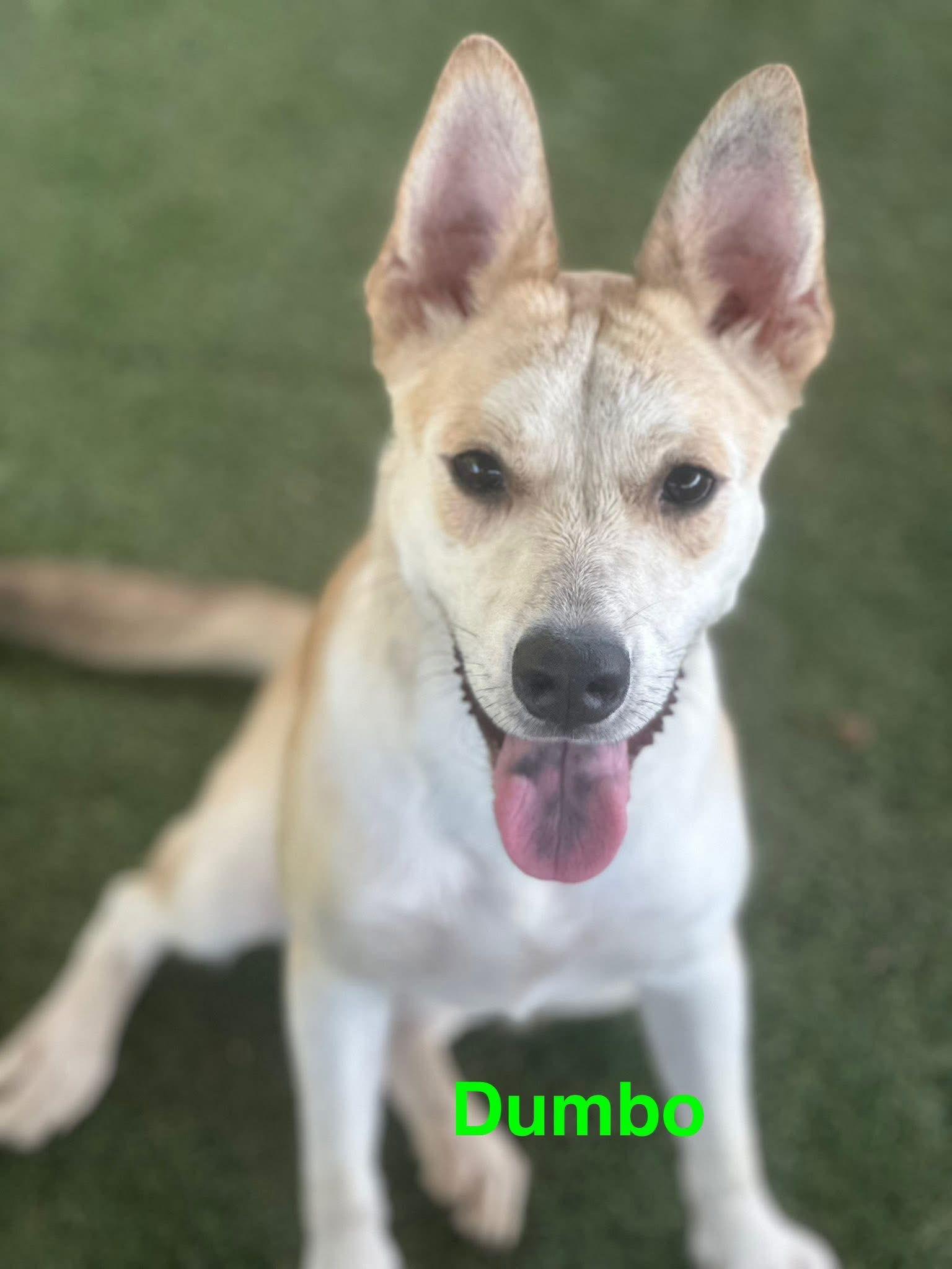 Enlarge Dumbo, a Adopted German Shepherd Dog in Pipe Creek, TX image 1/3