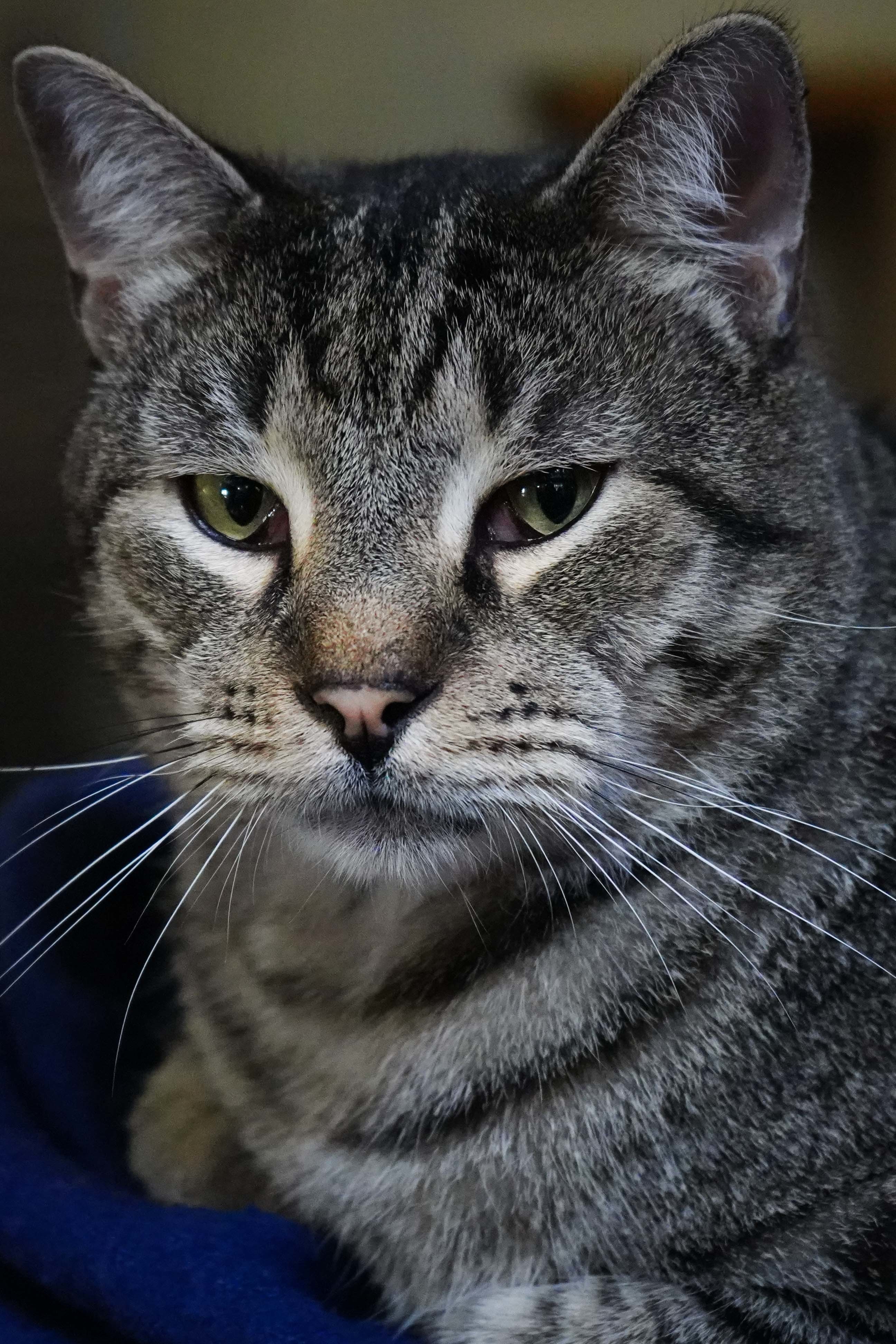 Billy Bones, Adopted, Adult Male Domestic Short Hair.