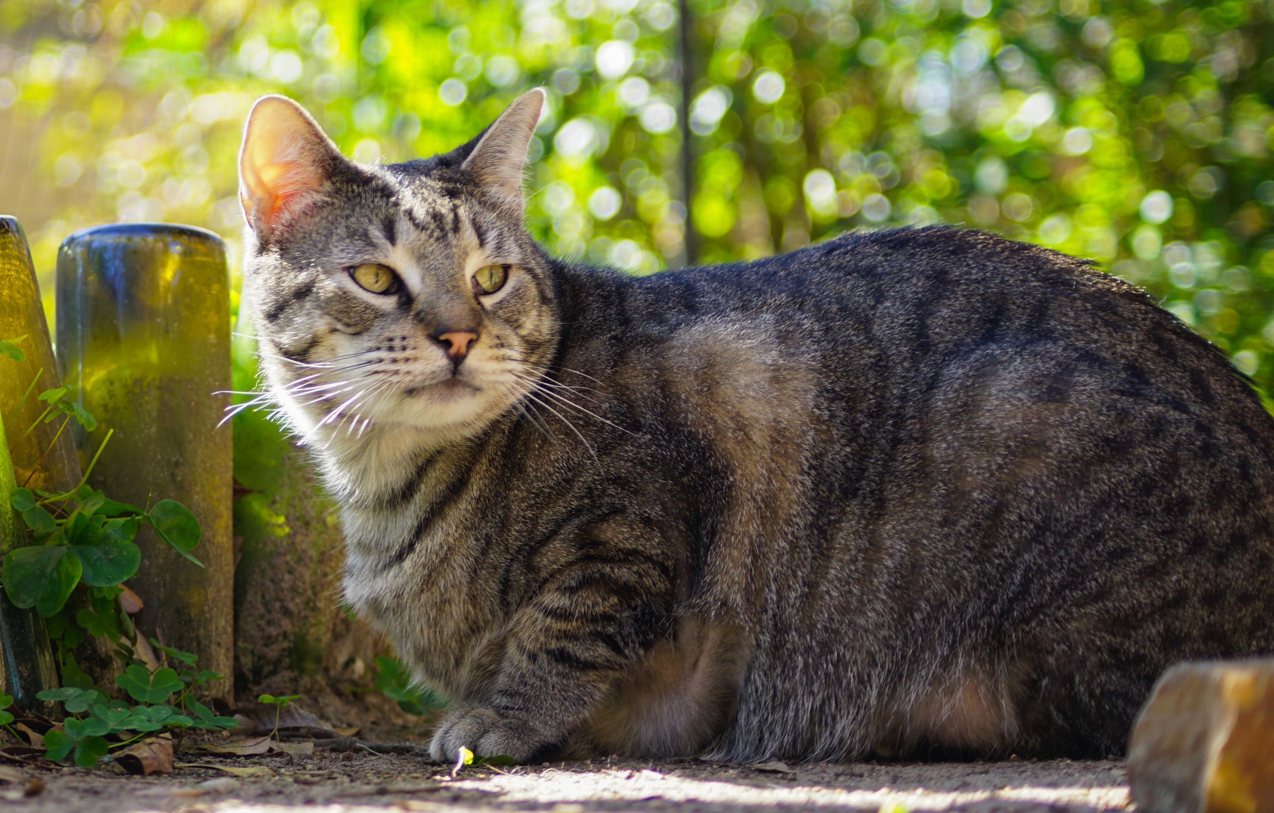 Billy Bones, a Adopted Domestic Short Hair in Spring, TX image 2/10