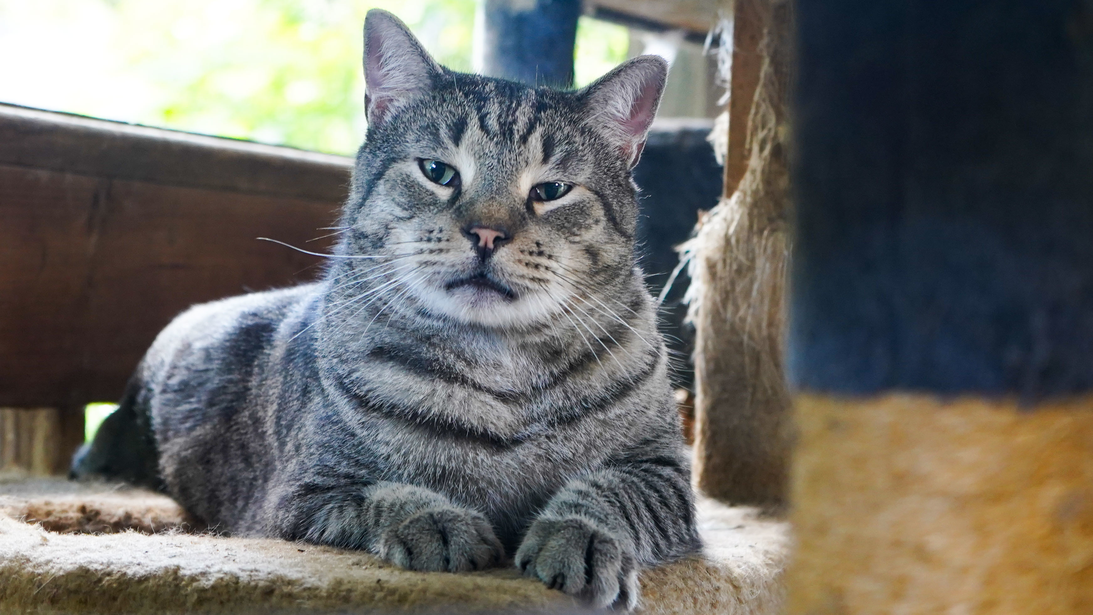 Billy Bones, a Adopted Domestic Short Hair in Spring, TX image 3/10