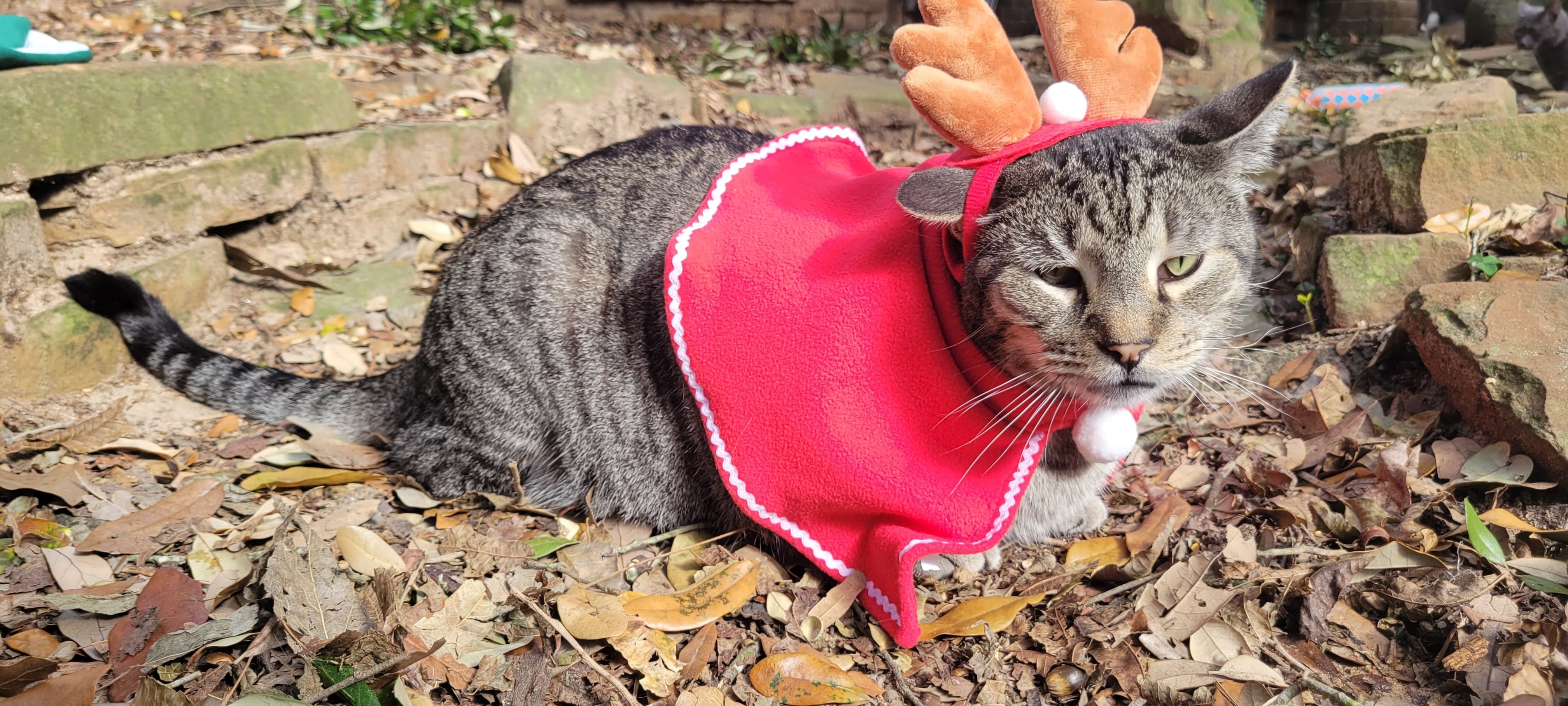 Billy Bones, a Adopted Domestic Short Hair in Spring, TX image 4/10