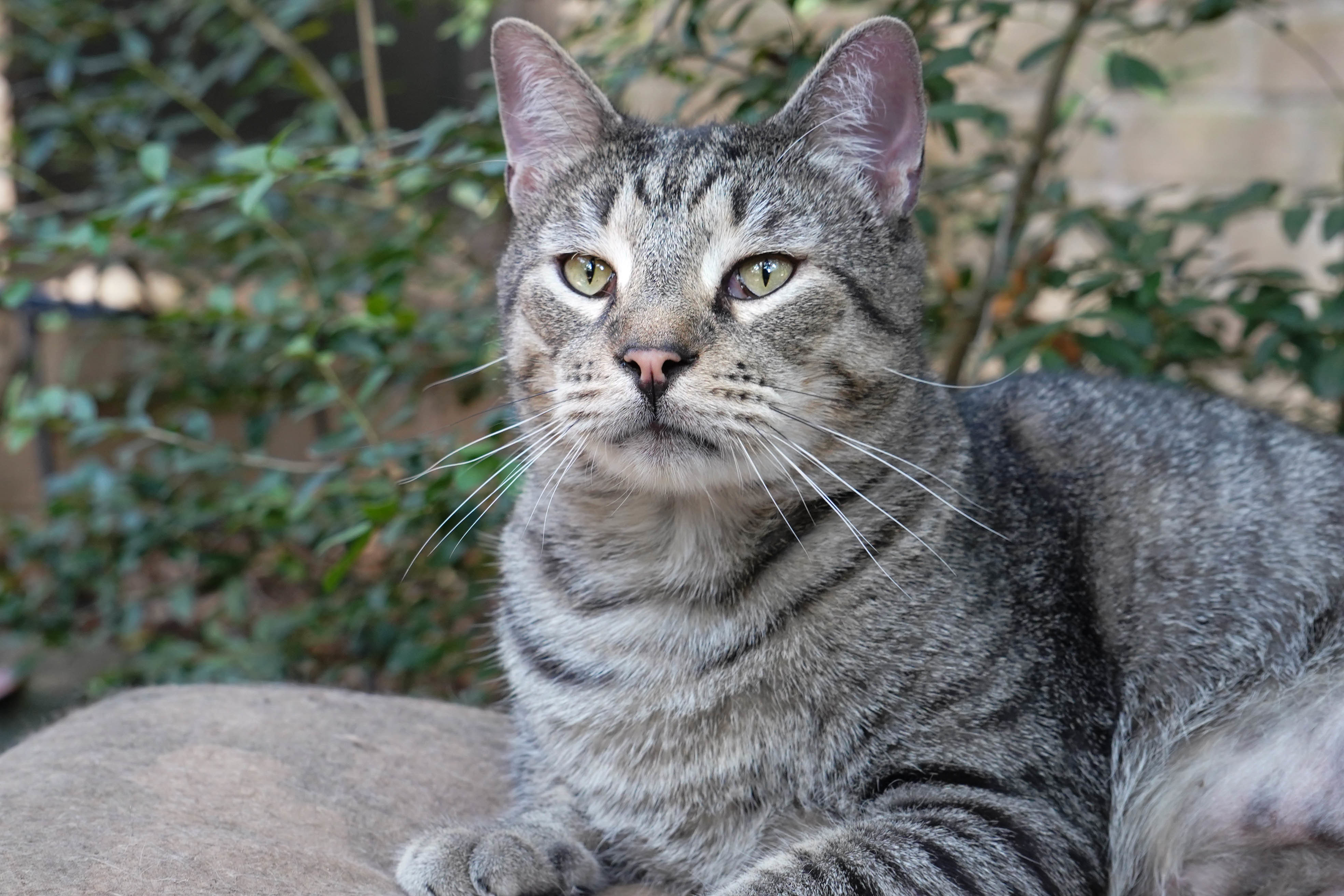 Billy Bones, a Adopted Domestic Short Hair in Spring, TX image 5/10