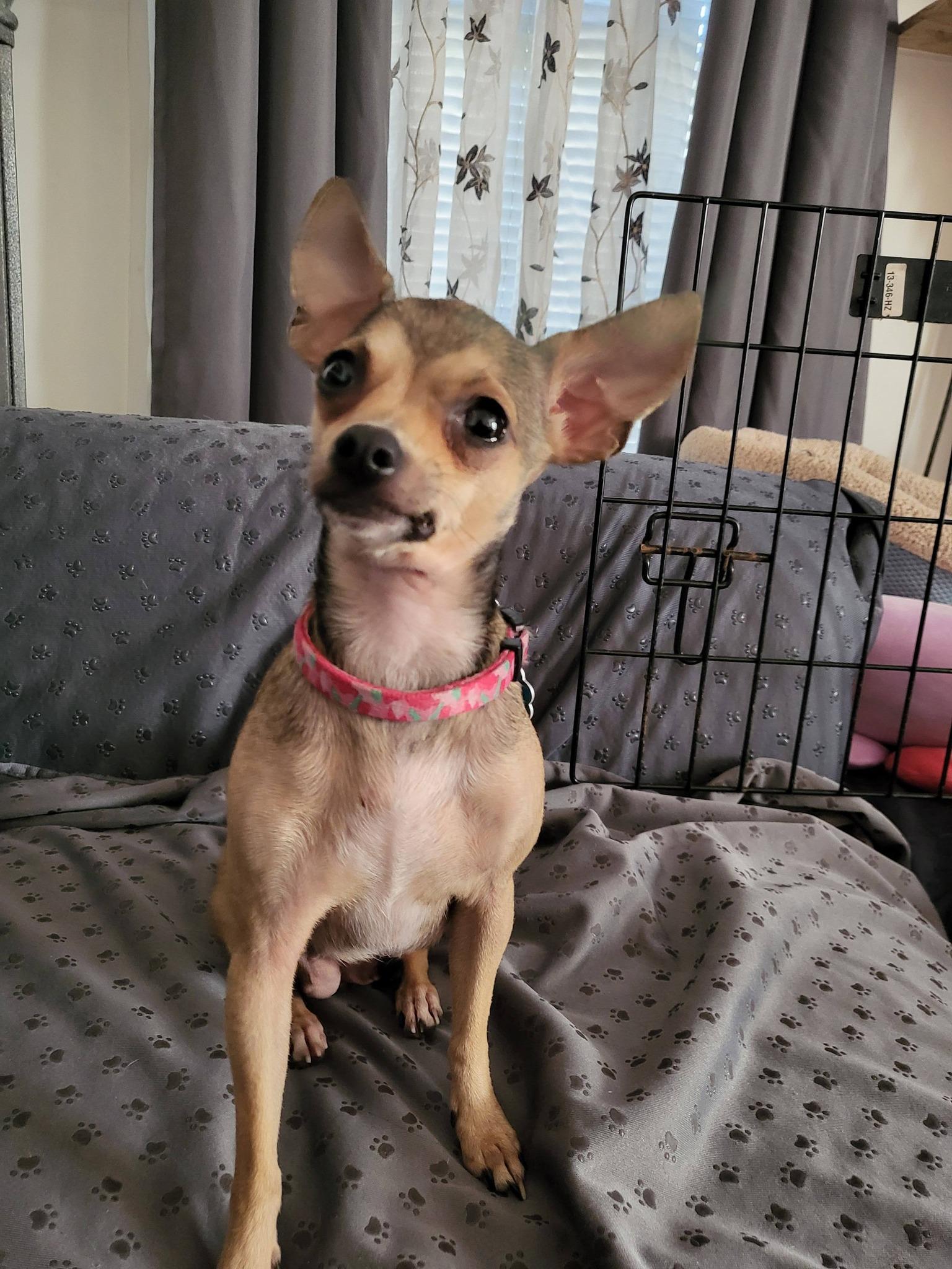 Bandit, adopted, Young Female Chihuahua.