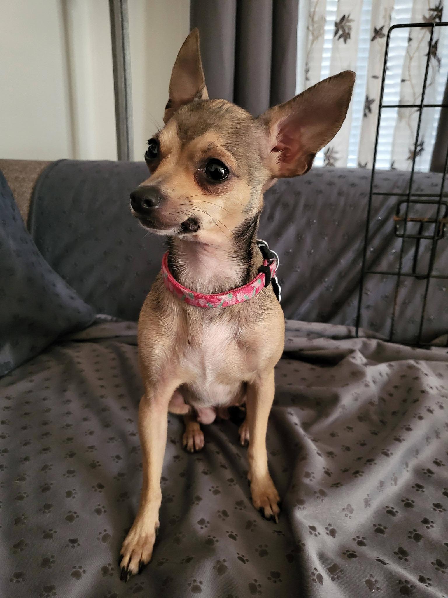 Enlarge Bandit, an adopted Chihuahua in Salisbury, NC image 3/3