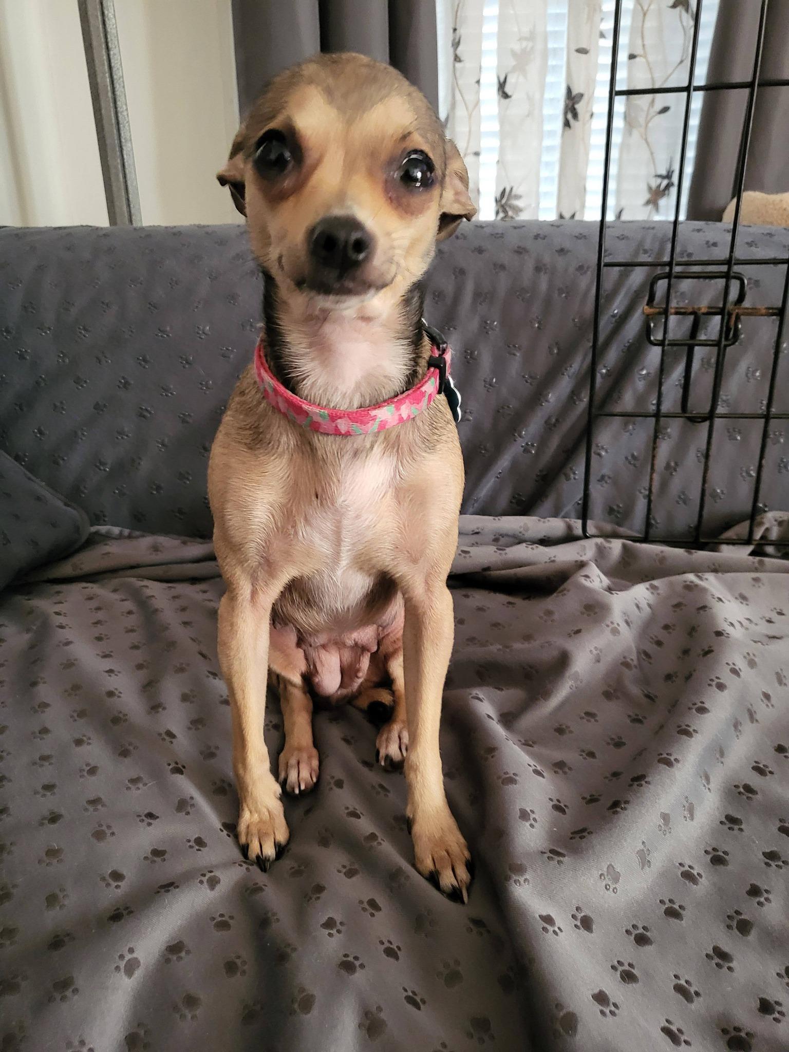 Enlarge Bandit, an adopted Chihuahua in Salisbury, NC image 2/3