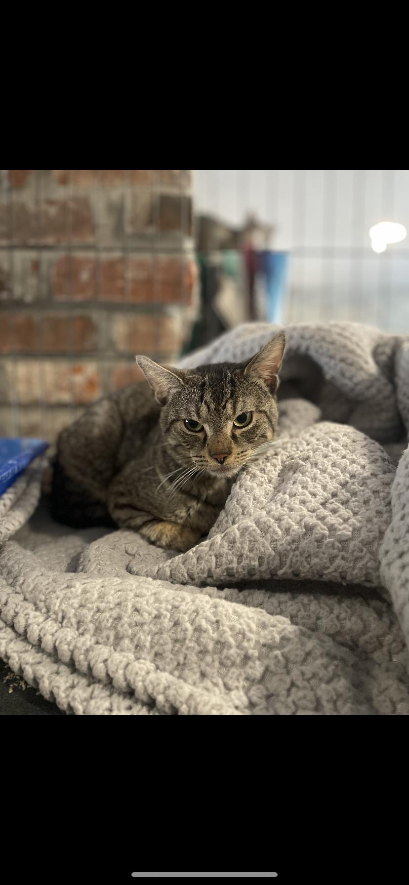 Enlarge Spike, a ADOPTABLE Domestic Short Hair in Waveland, IN image 1/1