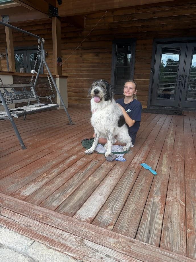 Enlarge Annie, a ADOPTABLE mixed breed in Lakeland, FL image 4/6