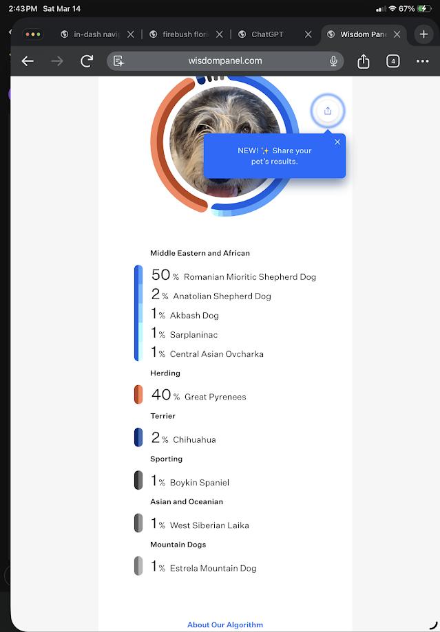 Enlarge Annie, a ADOPTABLE mixed breed in Lakeland, FL image 2/6