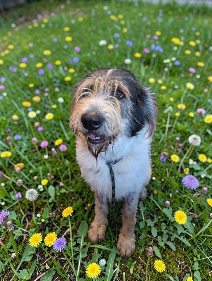 Enlarge Annie, a ADOPTABLE mixed breed in Lakeland, FL image 6/6