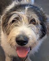 Enlarge Annie, a ADOPTABLE mixed breed in Lakeland, FL image 1/6