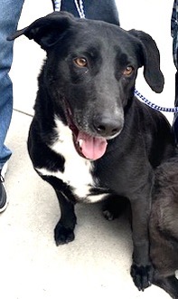 Marley, a Adoptable Black Labrador Retriever in San Luis, CO image 6/6