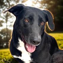 Marley, a Adoptable Black Labrador Retriever in San Luis, CO image 1/6