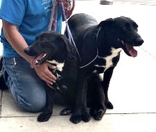 Marley, a Adoptable Black Labrador Retriever in San Luis, CO image 5/6