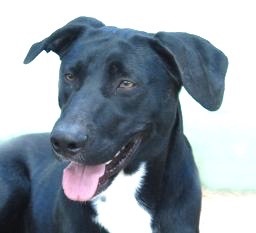 Marley, a Adoptable Black Labrador Retriever in San Luis, CO image 4/6