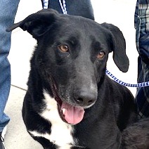 Marley, a Adoptable Black Labrador Retriever in San Luis, CO image 2/6