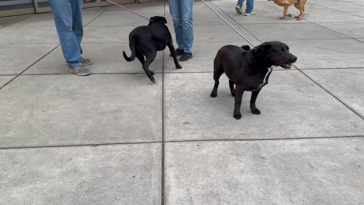 Enlarge Marley, a Adoptable Black Labrador Retriever in San Luis, CO video 3/6