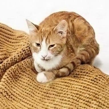 Enlarge Budhi, a Adoptable Domestic Short Hair in Walnut Cove, NC image 1/5