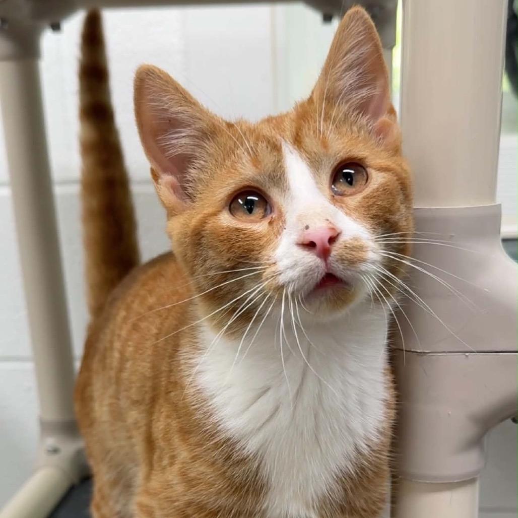 Enlarge Budhi, a Adoptable Domestic Short Hair in Walnut Cove, NC image 2/5