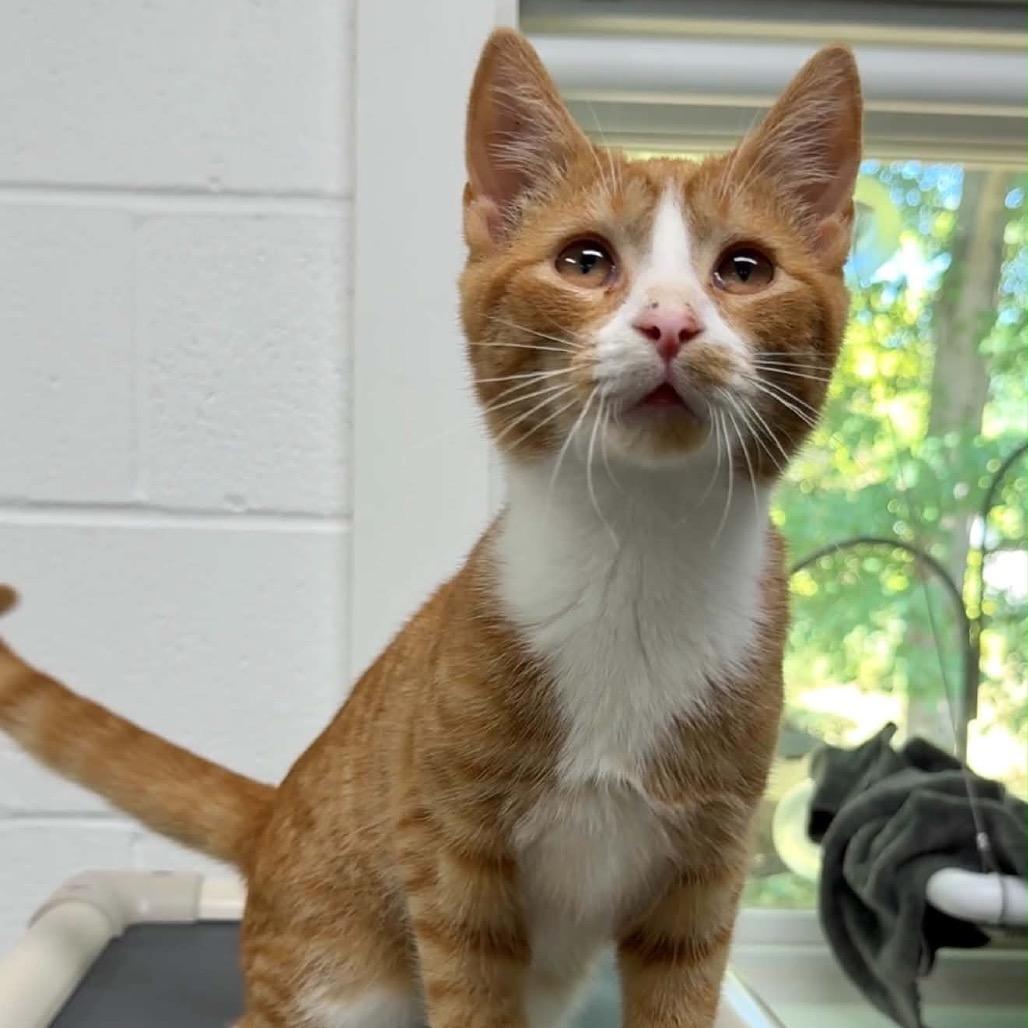Enlarge Budhi, a Adoptable Domestic Short Hair in Walnut Cove, NC image 3/5