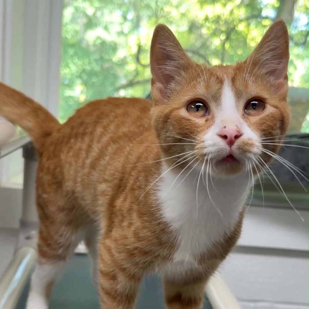 Enlarge Budhi, a Adoptable Domestic Short Hair in Walnut Cove, NC image 4/5