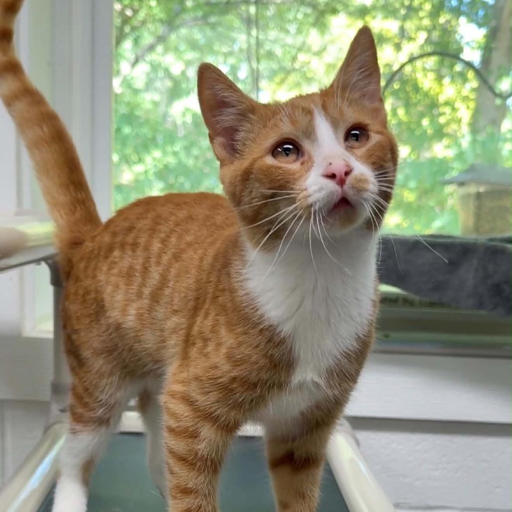 Enlarge Budhi, a Adoptable Domestic Short Hair in Walnut Cove, NC image 5/5