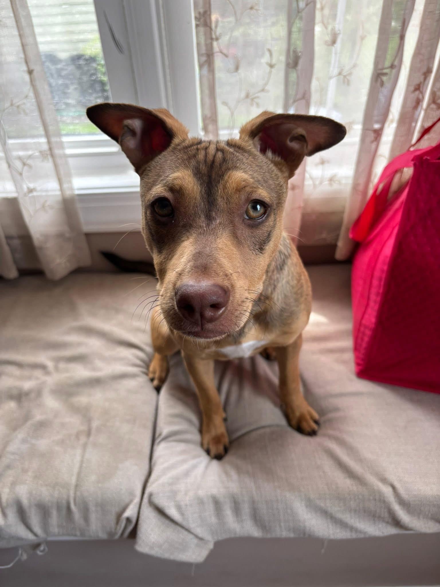 Opal, Adoptable, Young Female Miniature Pinscher.