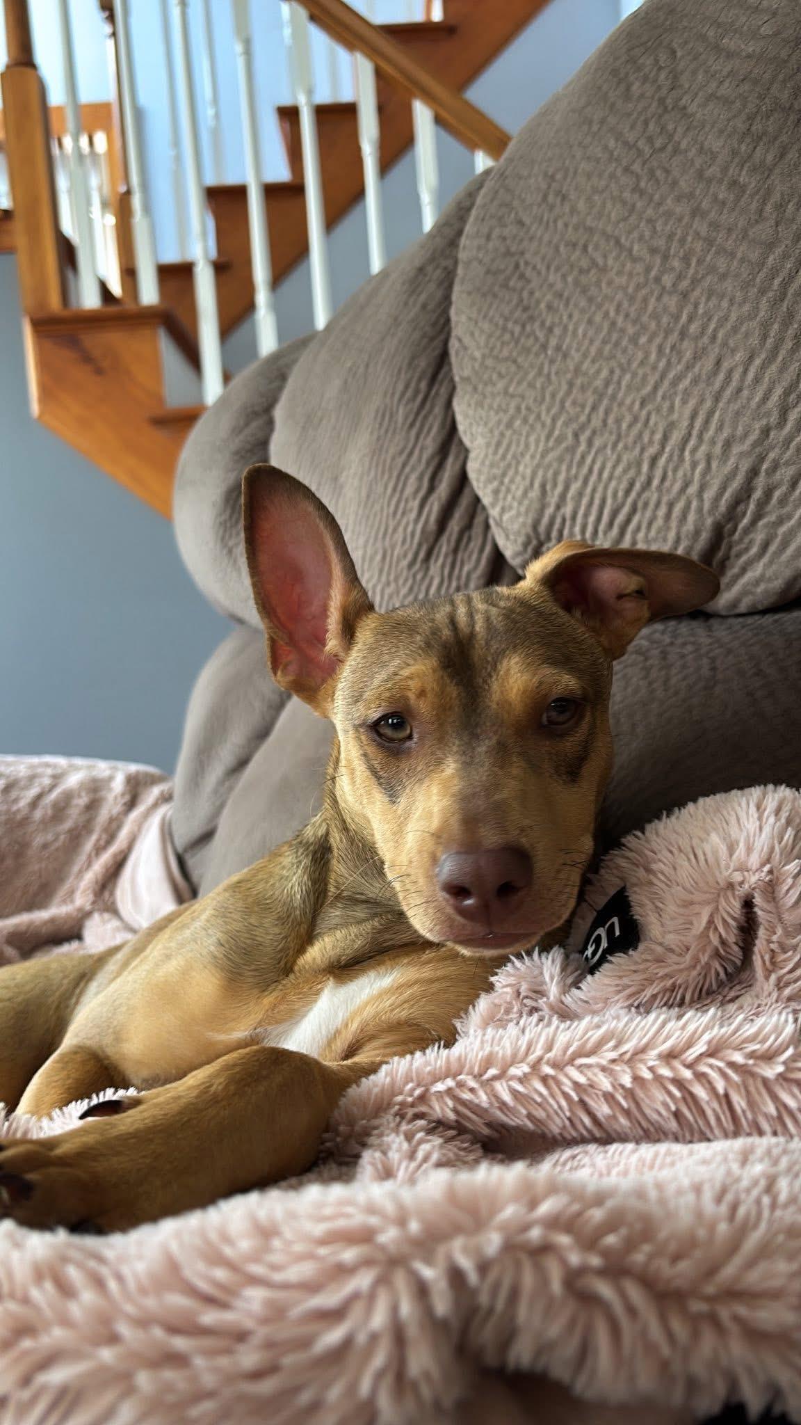 Opal, a Adoptable mixed breed in Collingswood, NJ image 2/6