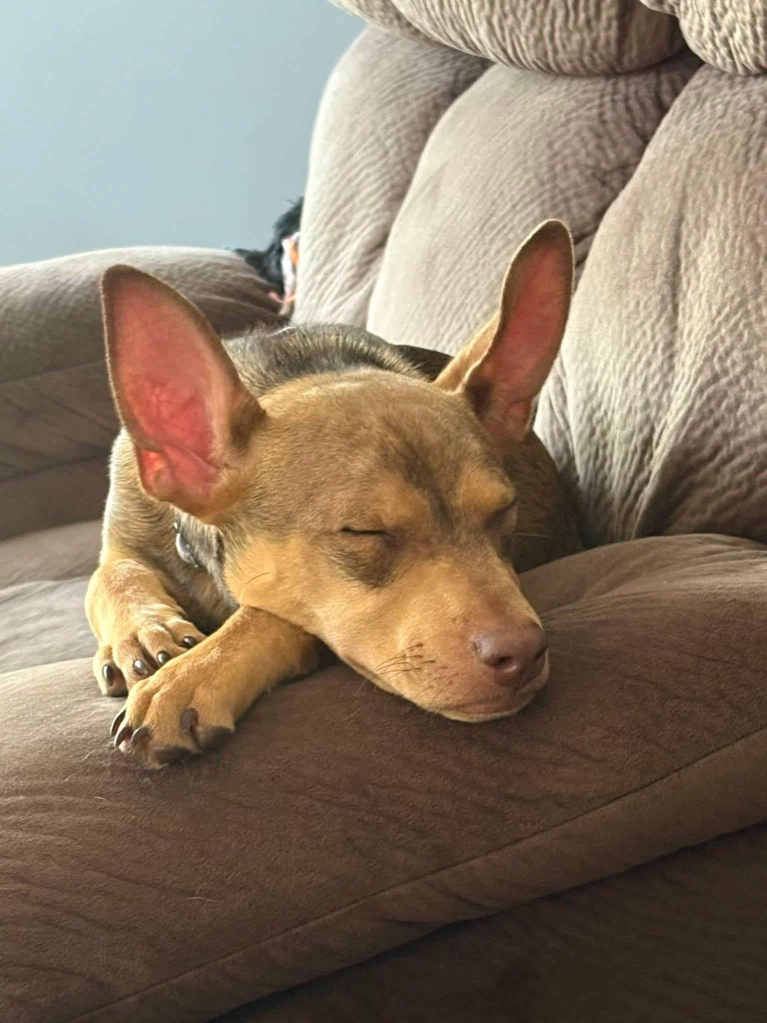 Opal, a Adoptable mixed breed in Collingswood, NJ image 3/6