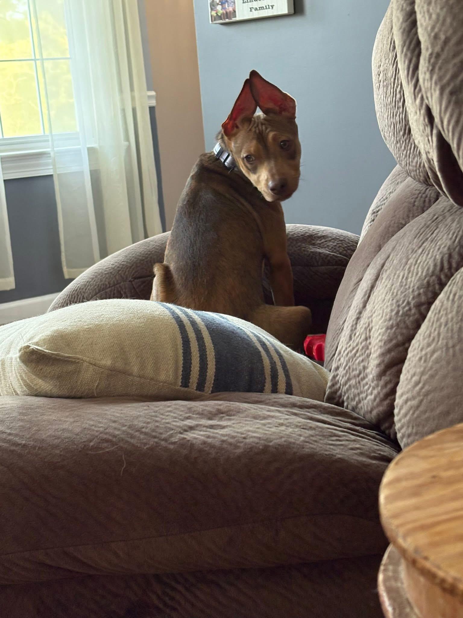 Opal, a Adoptable mixed breed in Collingswood, NJ image 4/6