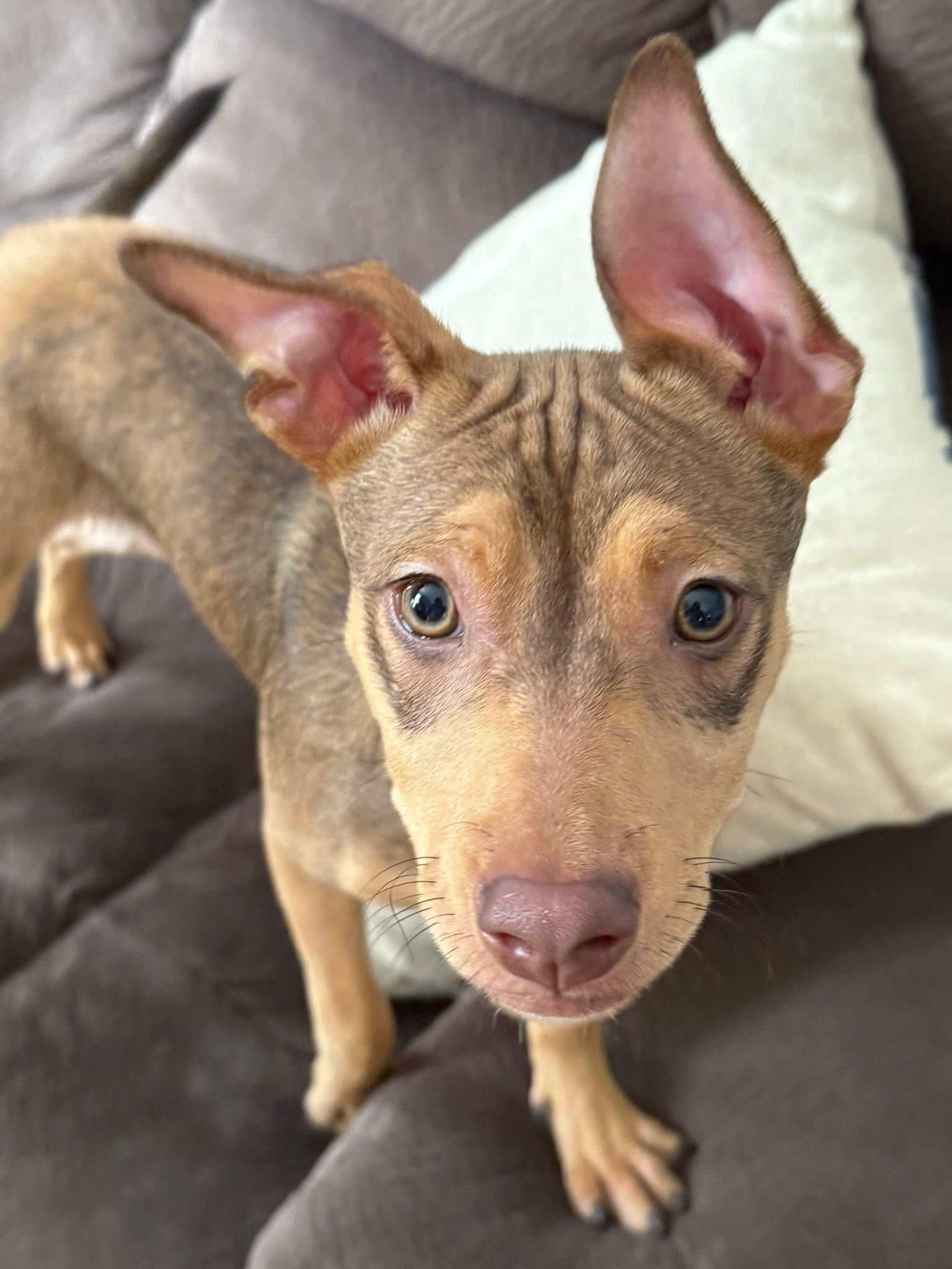 Opal, a Adoptable mixed breed in Collingswood, NJ image 5/6